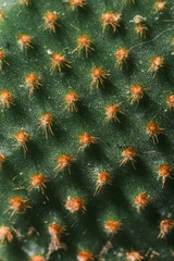 Obraz premium Cactus