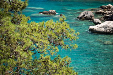 Pine tree with blue sea background Turkey