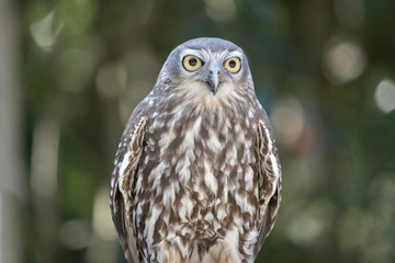 barking owl
