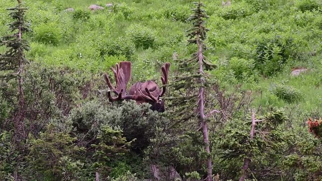 Bull Moose Eating Breakfast in Colorado