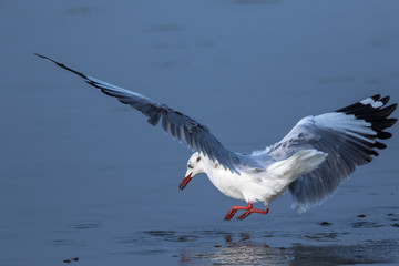 Brown Headed Gull Landing, Chennai, Tamil Nadu