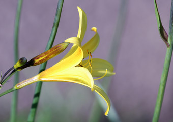 side view of yellow lily flower in the garden
