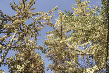 Yellow autumn leaves on a tree against bright blue sky