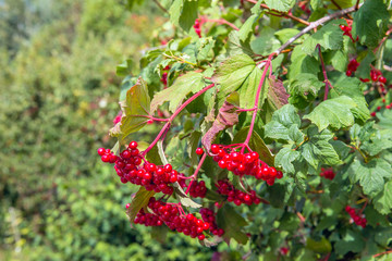 Red berries of a guelder-rose bush