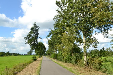 Fototapeta na wymiar landweggetje met bomen in natuurpark Alde Feanen in Friesland