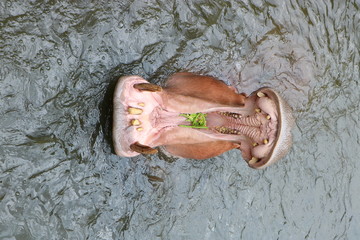 Hippopotamus in the water opening its large mouth to show its terrifying teeth
