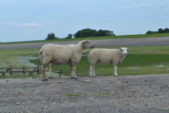 een ooi met lam op de asfaltweg op de dijk bij de Waddenzee