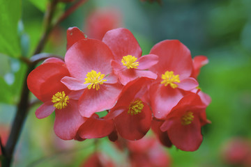 Obraz premium Begonia flowers