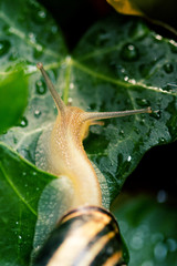 snail climbing up the ivy