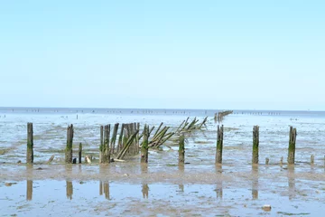 Fototapeten rijshout voor landwinning in de Waddenzee in Friesland © henkbouwers