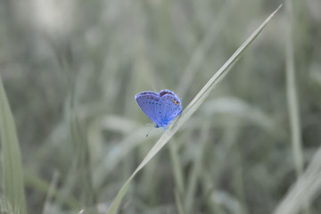 A small blue butterfly in the grass