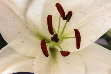 A white lily in close up