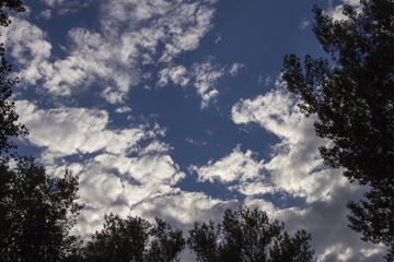 Looking to the sky through trees