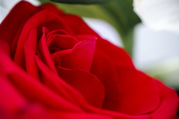 Red rose in close up