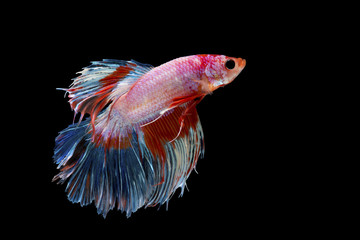 A colorful siamese fighting fish