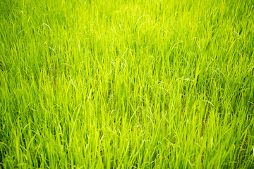 Green rice sprouts