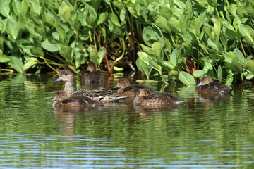Anas penelope. The female and ducklings Wigeon swim among the thickets