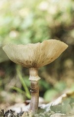 closeup of a mushroom