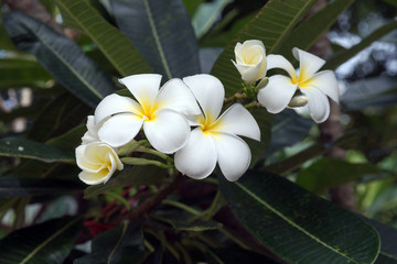 plumeria flower with green nature background