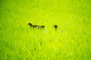 Chickens in the field