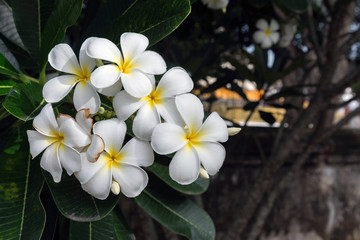 plumeria flower with green nature background