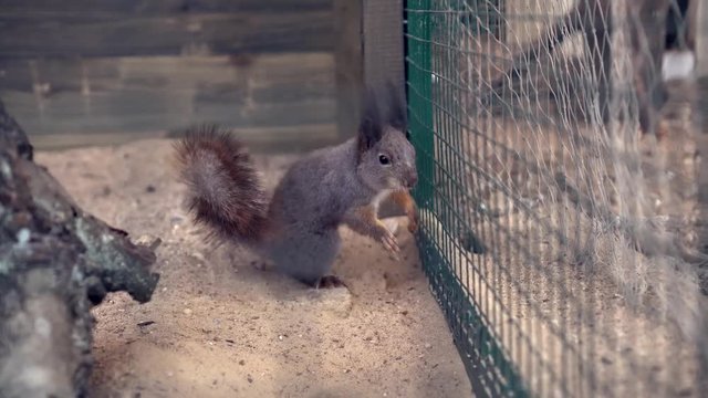 Crazy squirrel jumping without stopping