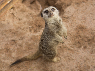 meerkat standing on feet