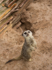 Fototapeta premium meerkat in front of lair