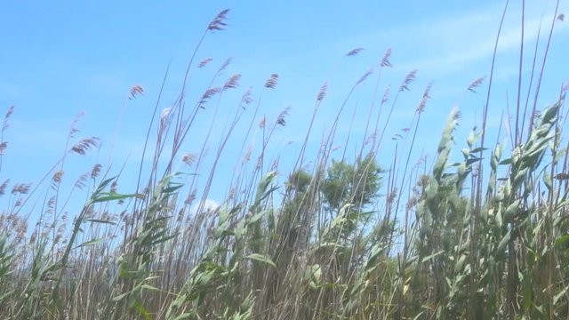 Reeds in the Wind on a Sandy Beach