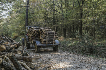 timber truck in forest during autumn