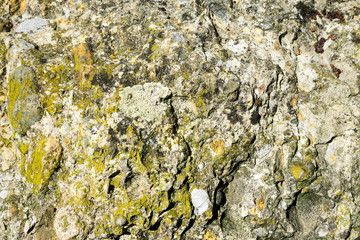 stone with moss at close range