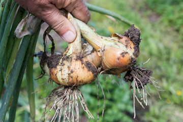 Onion harvesting in the root garden.