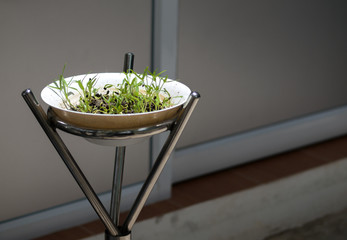 COLOR PHOTO OF FRESH WATERCRESS SPROUT GROWING IN WHITE BOWL