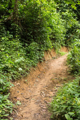 Fototapeta na wymiar Walkway in tropical forest