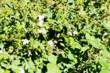 flowers and plants in a park