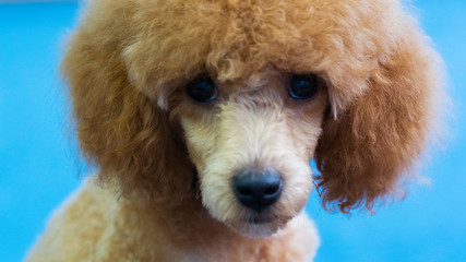 poodle puppy