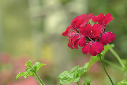 beautiful red geranium flower blooming in garden