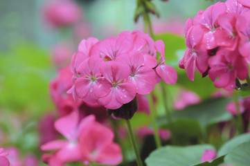 Fototapeta na wymiar beautiful pink geranium flower blooming in garden