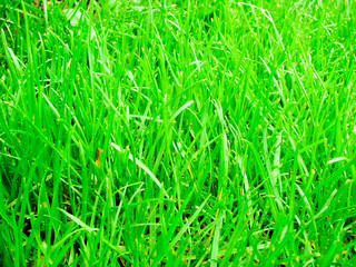 green grass lawn