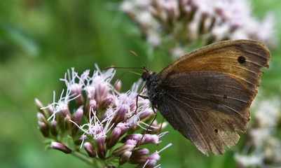 schmetterling