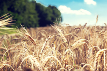 wheat on farm field
