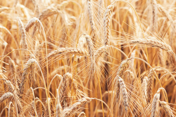 wheat on farm field