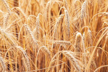wheat on farm field