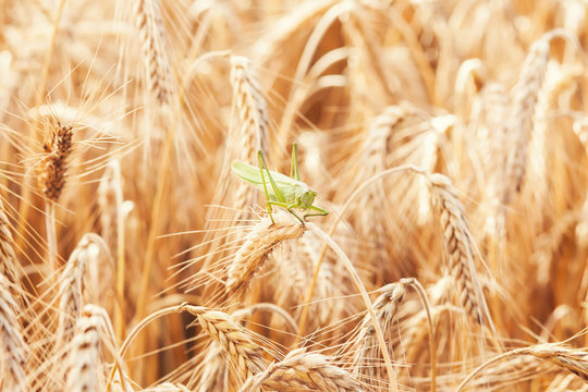 A grasshopper on a wheat