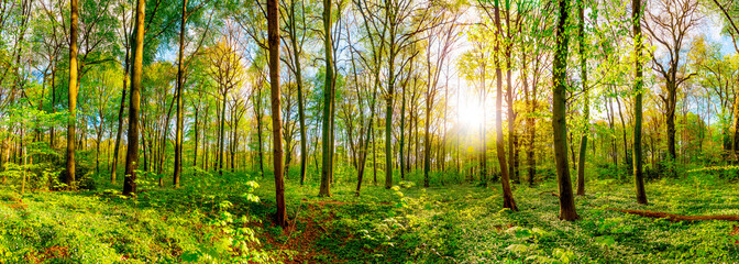 Wonderful forest panorama in spring with bright sun