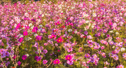 champ de cosmos 