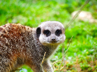 Suricate