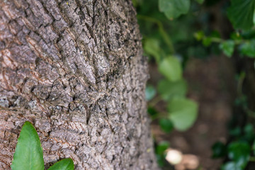 tree trunk close up