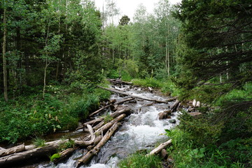 Mountain Stream in Colorado Forest