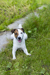 Jack Russell on the grass